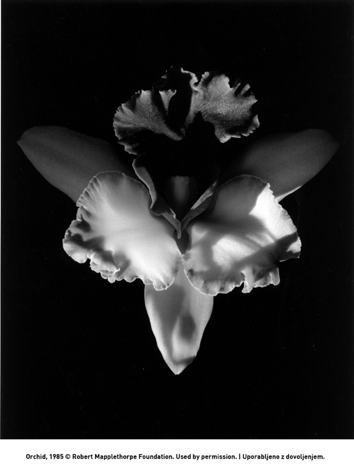 Orchid_1985